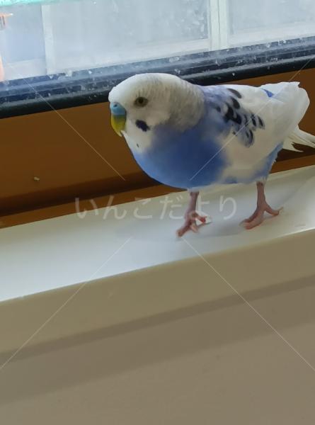 迷子鳥の画像