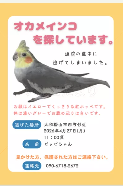 迷子鳥の画像