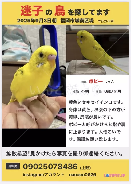 迷子鳥の画像