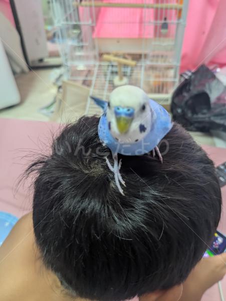 迷子鳥の画像