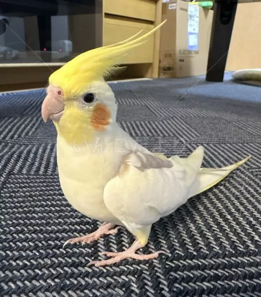 迷子鳥の画像