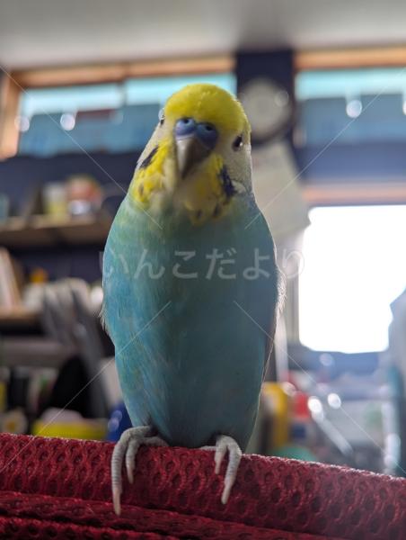 迷子鳥の画像
