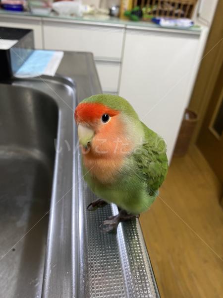 迷子鳥の画像