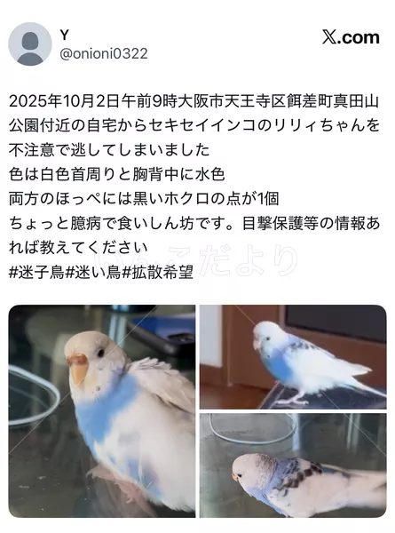 迷子鳥の画像