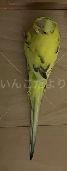 迷子鳥の画像