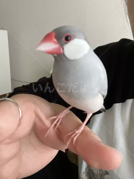 迷子鳥の画像