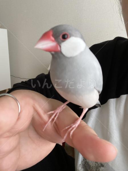 迷子鳥の画像