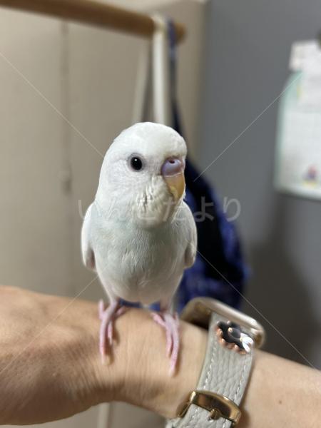 迷子鳥の画像