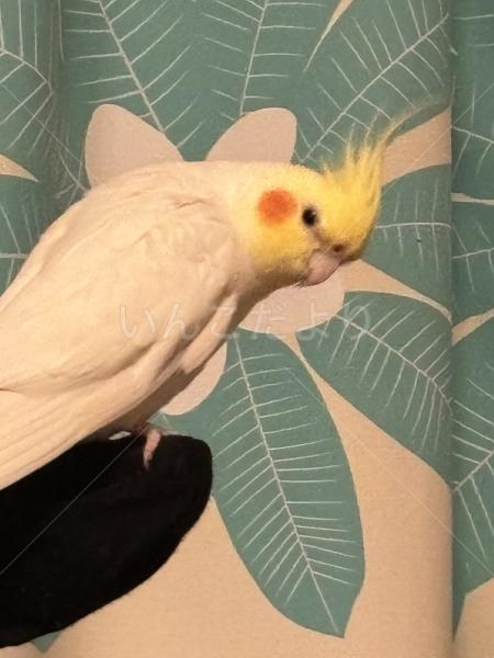 迷子鳥の画像