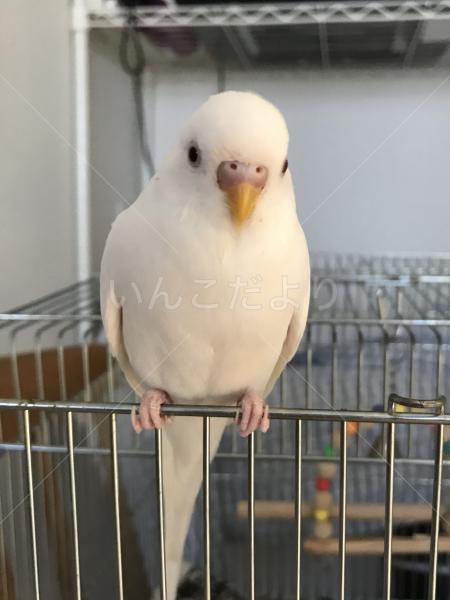 迷子鳥の画像