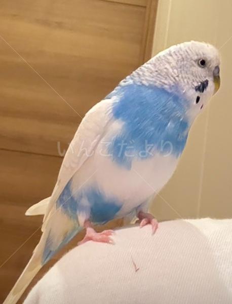 迷子鳥の画像