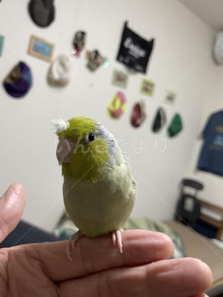 迷子鳥の画像