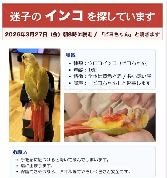迷子鳥の画像
