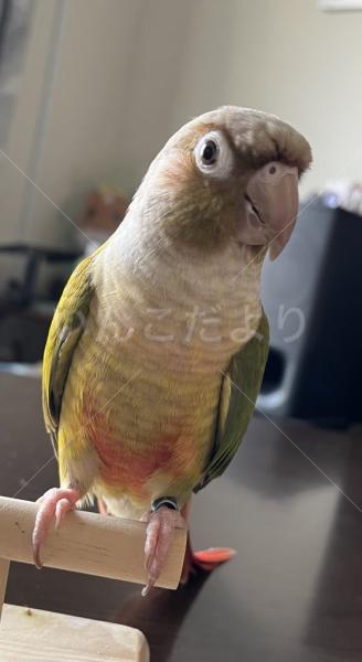 迷子鳥の画像