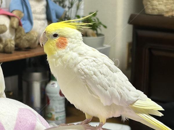 迷子鳥の画像