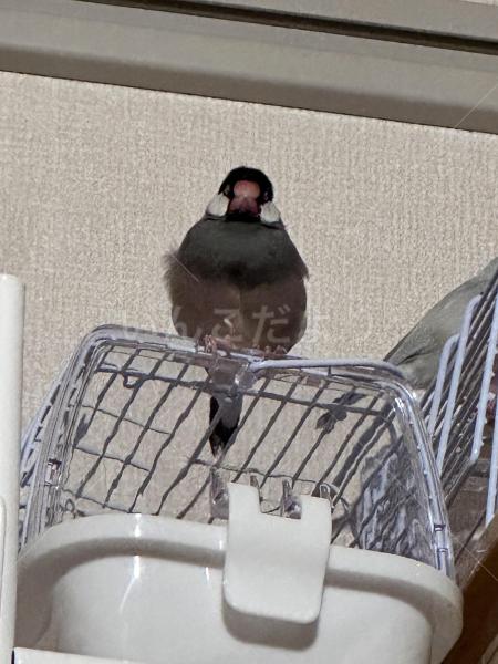 迷子鳥の画像