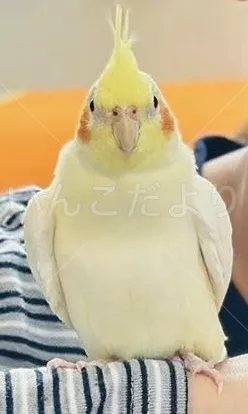 迷子鳥の画像