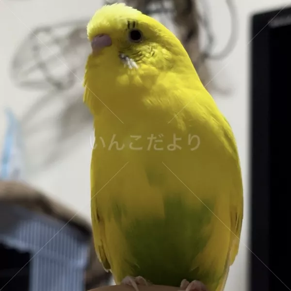 迷子鳥の画像