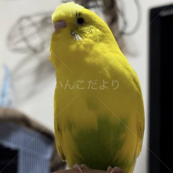 迷子鳥の画像