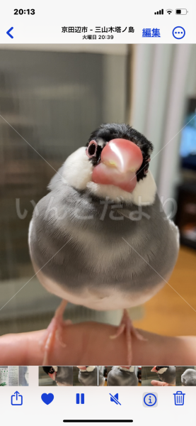 迷子鳥の画像