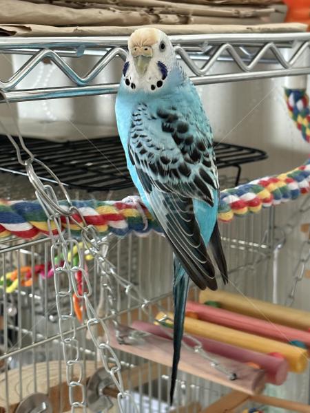 迷子鳥の画像
