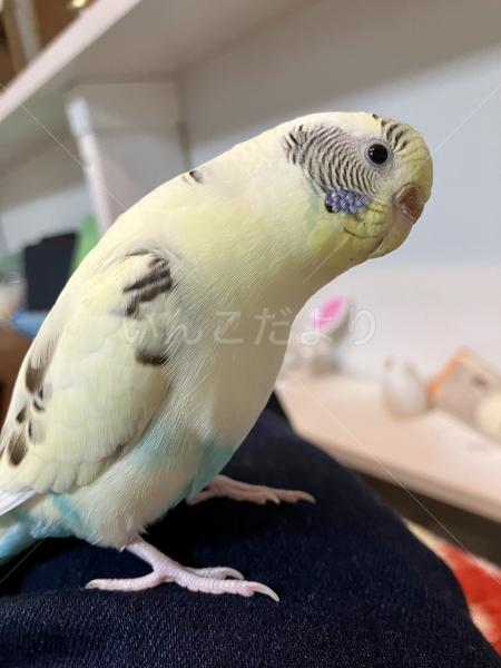 迷子鳥の画像