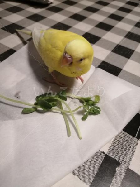 迷子鳥の画像