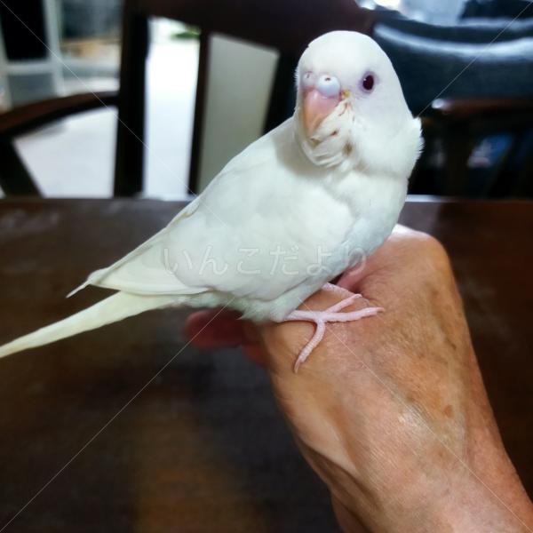 迷子鳥の画像