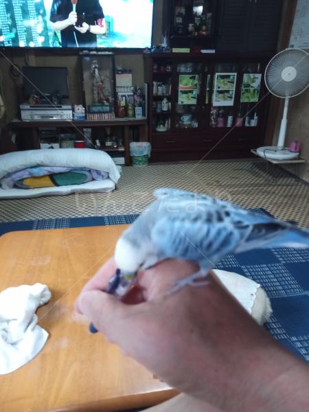 迷子鳥の画像