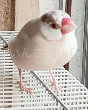 迷子鳥の画像