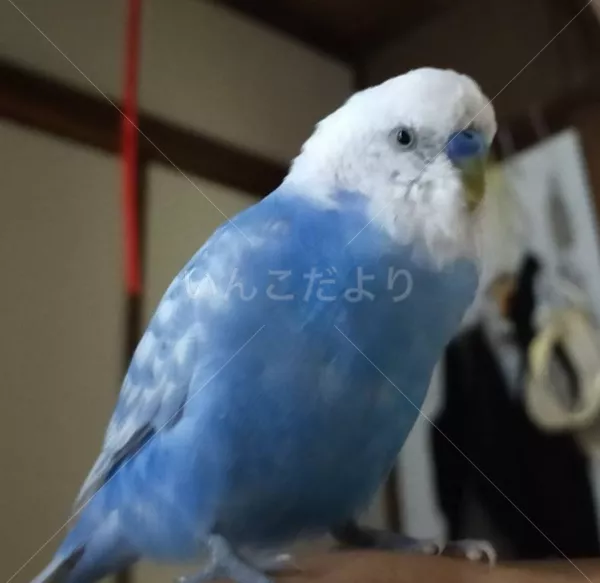 迷子鳥の画像