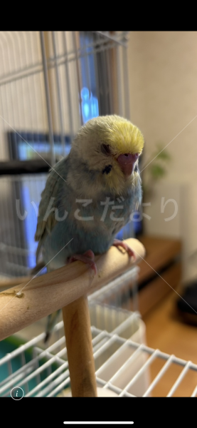 迷子鳥の画像