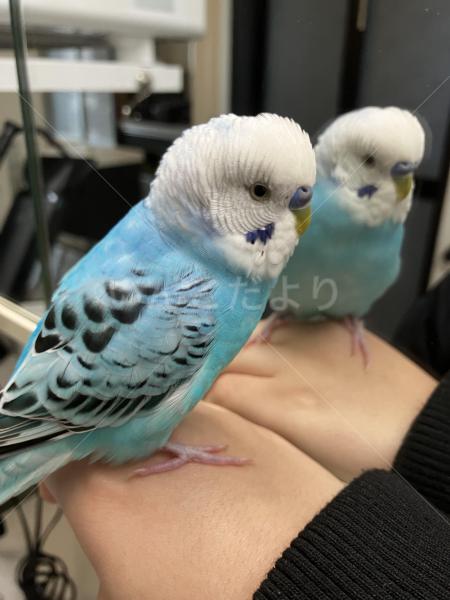 迷子鳥の画像