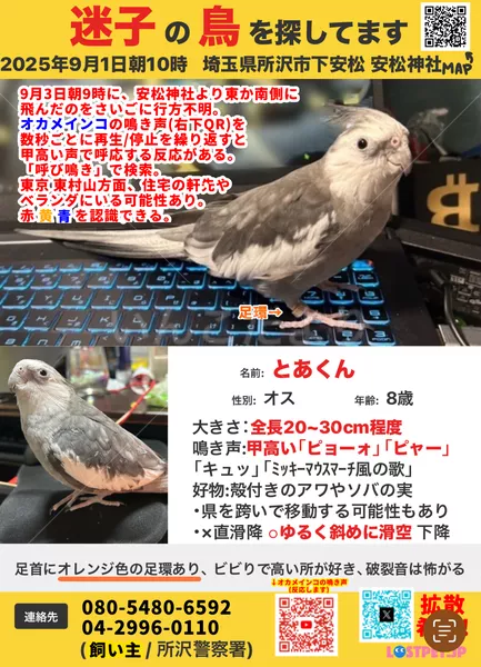 迷子鳥の画像