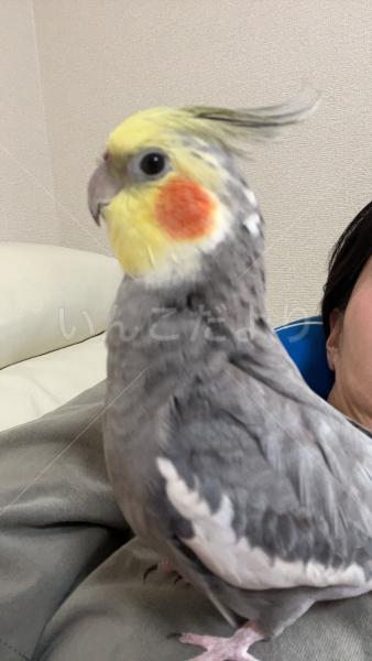 迷子鳥の画像