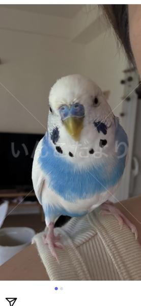 迷子鳥の画像