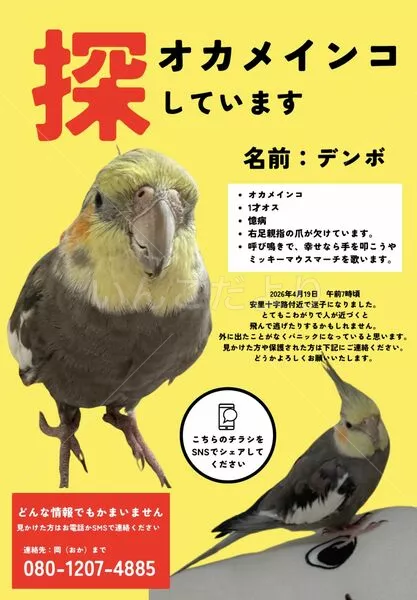 迷子鳥の画像