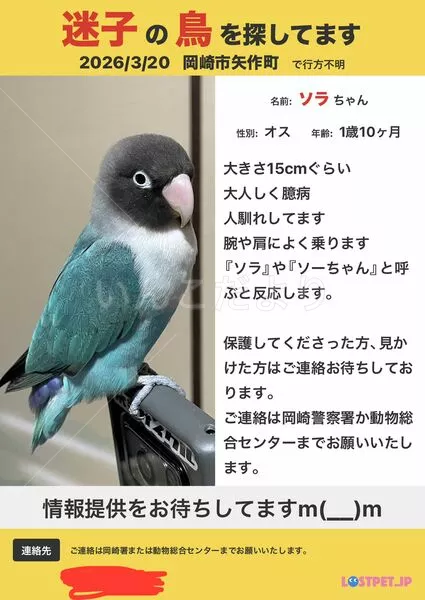 迷子鳥の画像