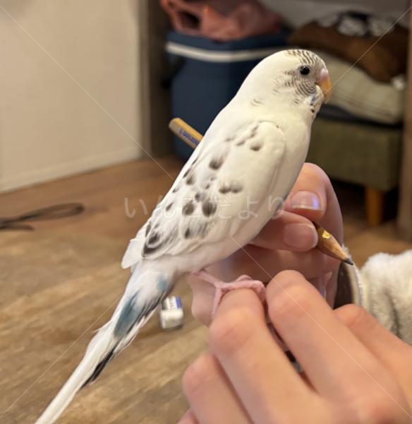 迷子鳥の画像