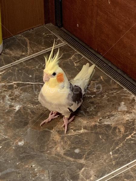 迷子鳥の画像