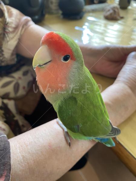 迷子鳥の画像