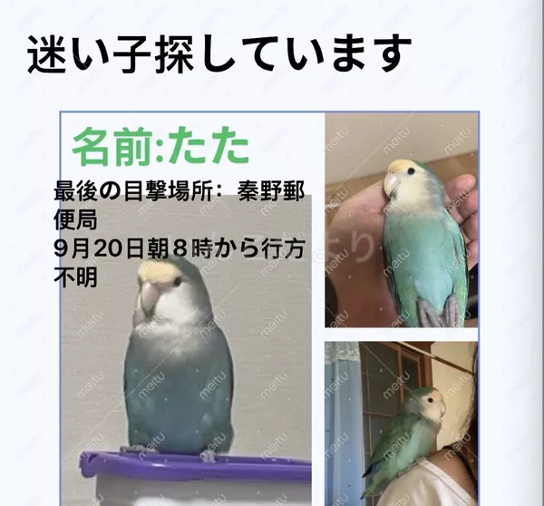 迷子鳥の画像