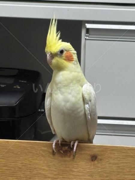 迷子鳥の画像