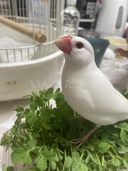 迷子鳥の画像