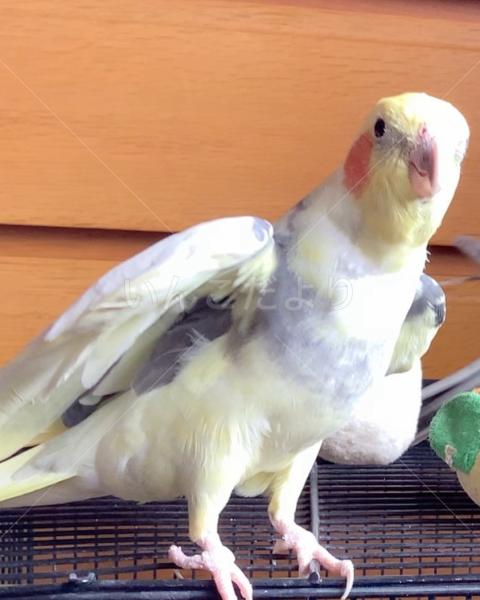 迷子鳥の画像