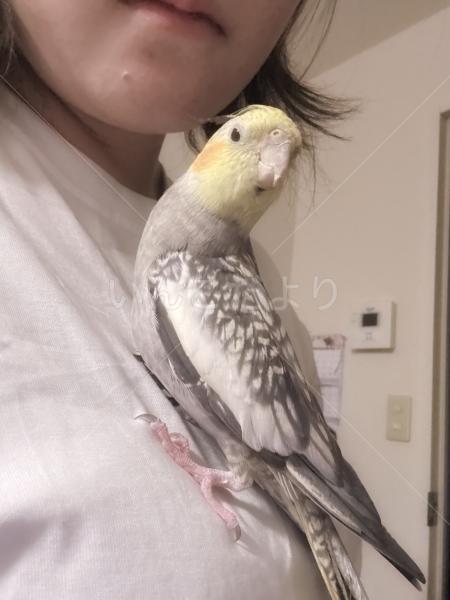 迷子鳥の画像