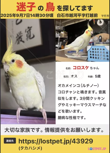 迷子鳥の画像