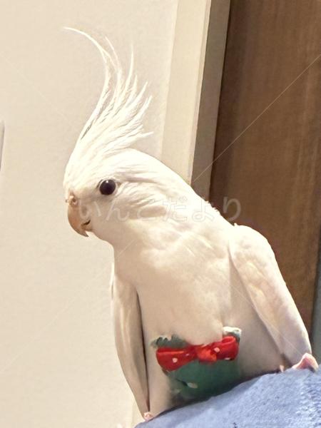 迷子鳥の画像