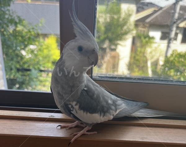 迷子鳥の画像
