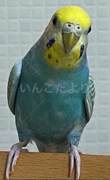迷子鳥の画像